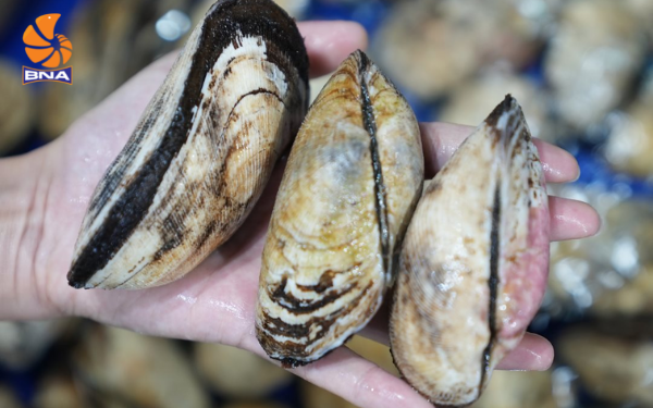 Sò méo tươi sống BNAFOOD