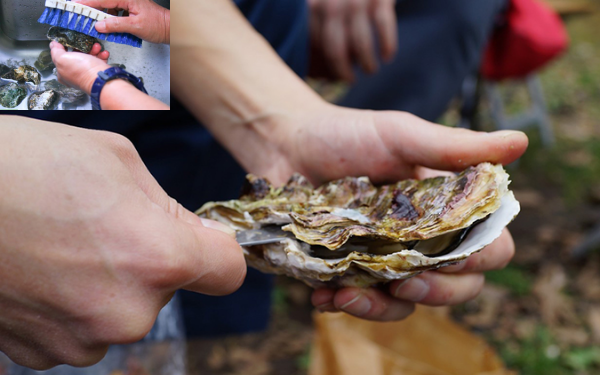 Trứng chiên hàu lá lốt