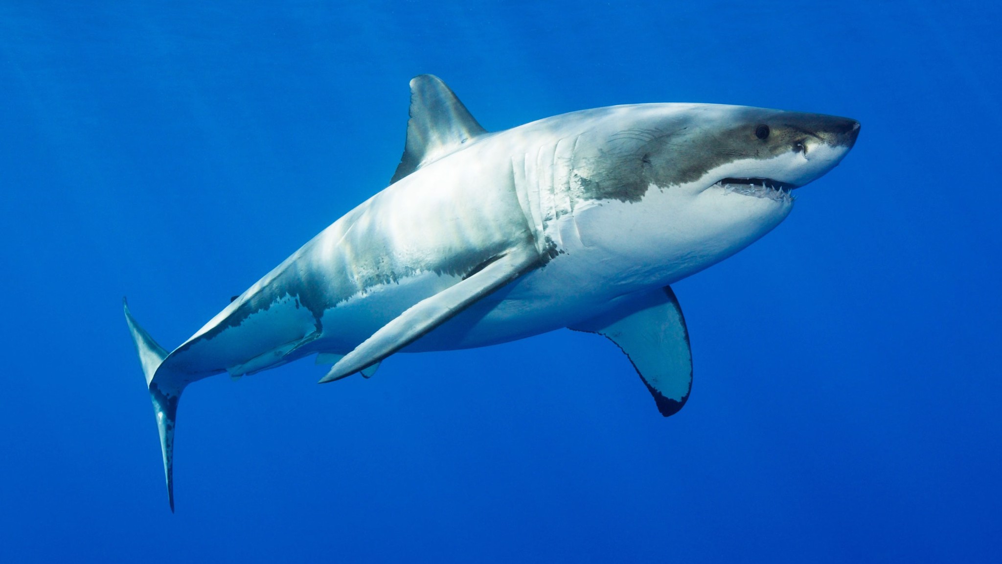 kháng thể trong cá mập có thể ngăn ngừa covid-19