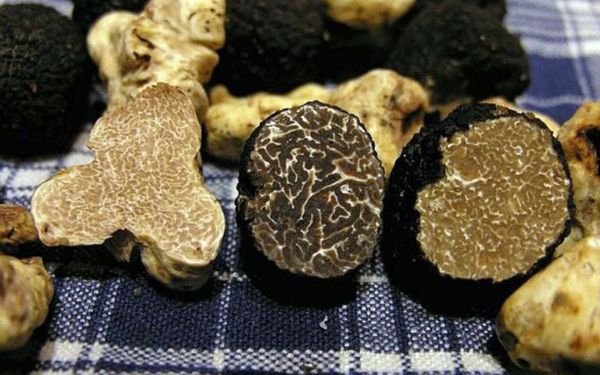 nam-truffle
