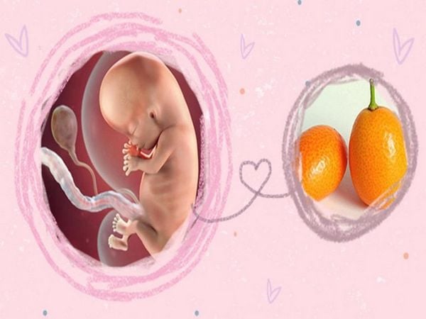 Các giai đoạn phát triển của thai nhi