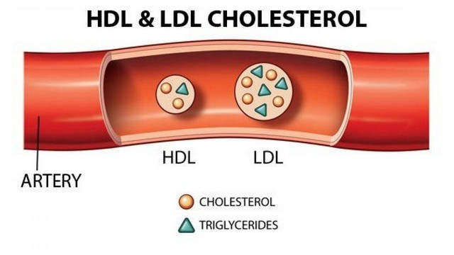 Cholesterol Có Tác Dụng Gì Và Chúng Có Lợi Hay Có Hại?_2