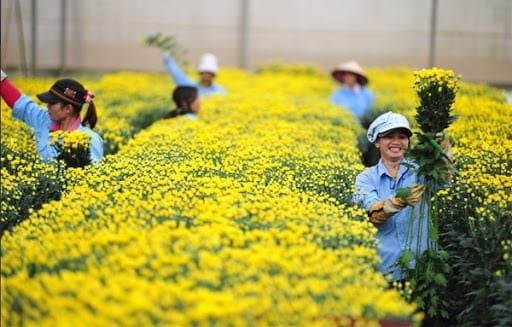 Sử dụng đèn năng lượng mặt trời trong sản xuất nông nghiệp