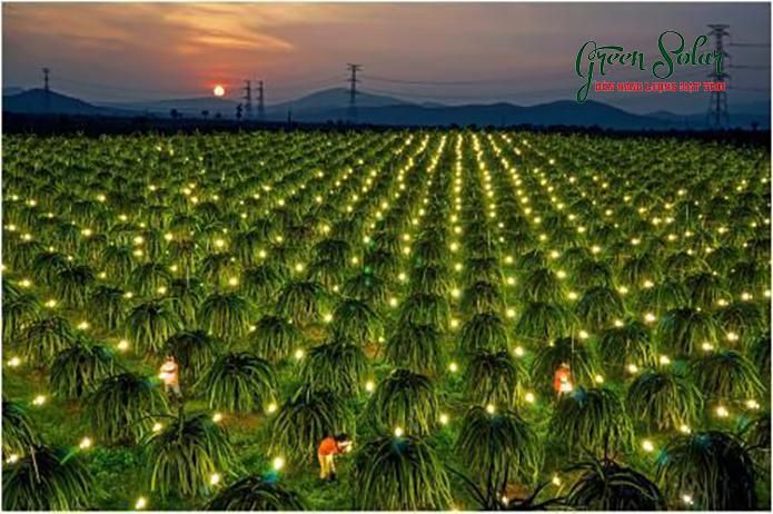 Những tiềm năng về năng lượng mặt trời trong sản xuất nông nghiệp tại Việt Nam