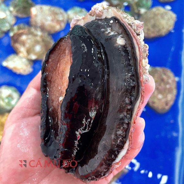 bào ngư viền đen