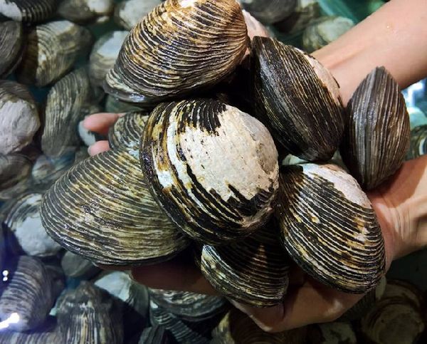 con ngán quảng ninh