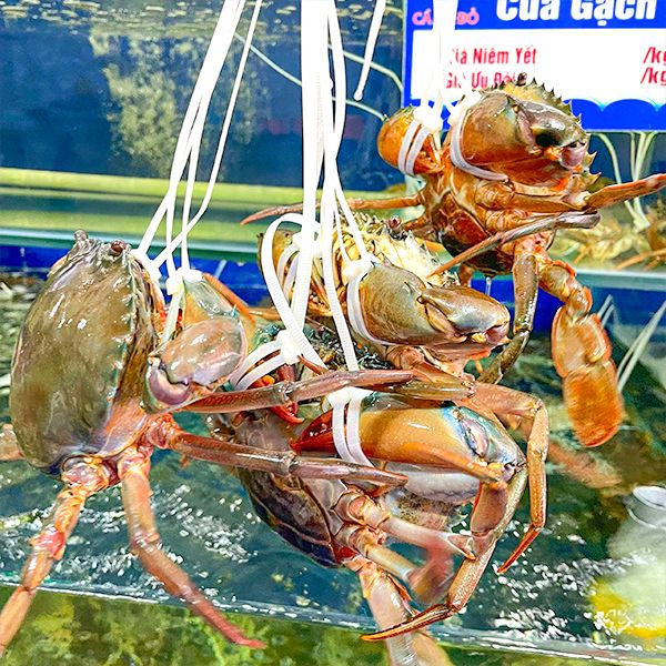 các loại hải sản ngon