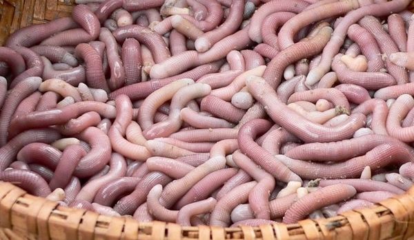 sá sùng quảng ninh