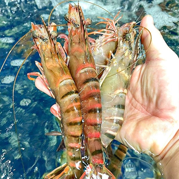 các loại hải sản ngon