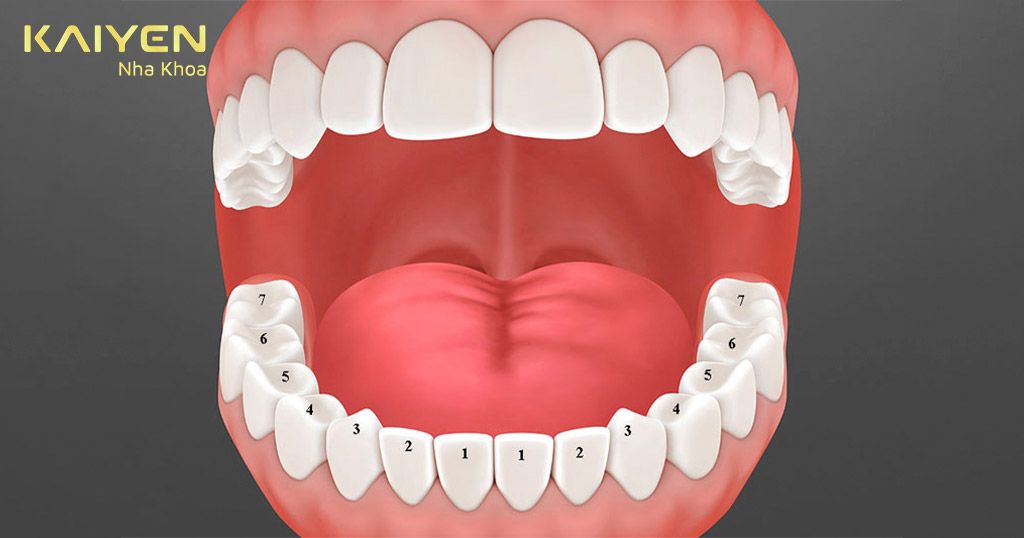 Hình ảnh mô phỏng sơ đồ hàm răng