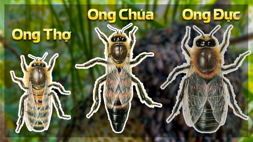TUỔI THỌ CÁC LOÀI ONG THẾ NÀO?