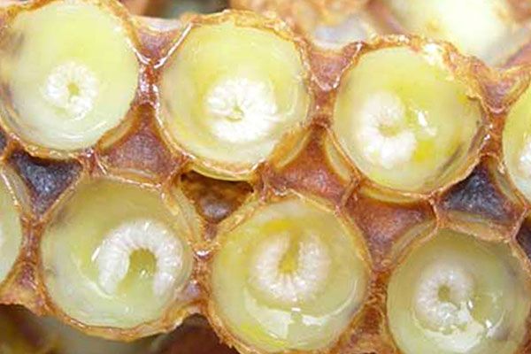 SỮA ONG CHÚA CÓ PHẢI LÀ SỮA CỦA CON ONG CHÚA?