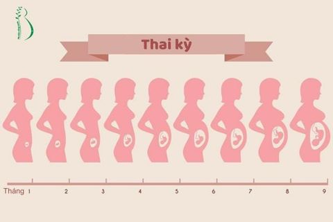 HÌNH ẢNH BỤNG BẦU QUA CÁC TUẦN VÀ LƯU Ý GIAI ĐOẠN THAI KỲ