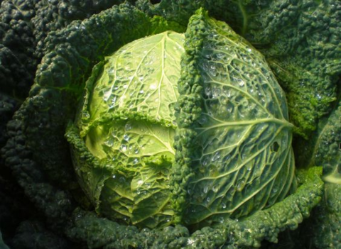What is Savoy Cabbage?
