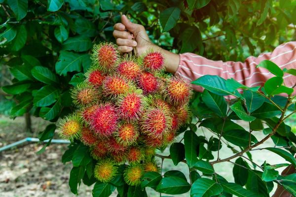 Rambutan for export - Vietnam's specialty fruit