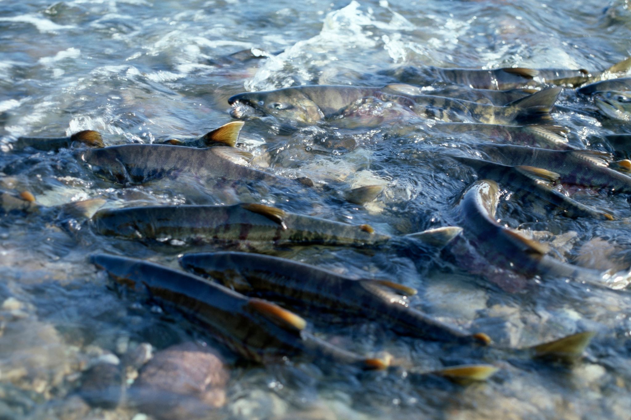 Những hiểu nhầm về cá hồi nuôi và cá hồi hoang dã mà bạn nên biết