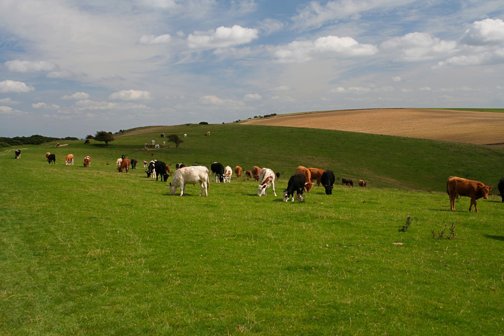quy trình nuôi bò úc