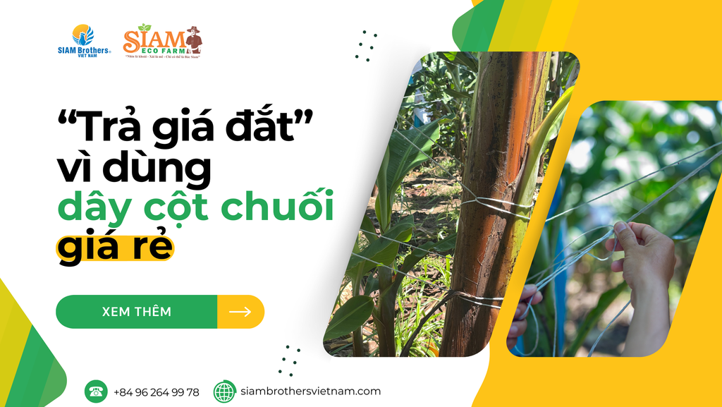 Tác hại khi mua dây cột chuối giá rẻ