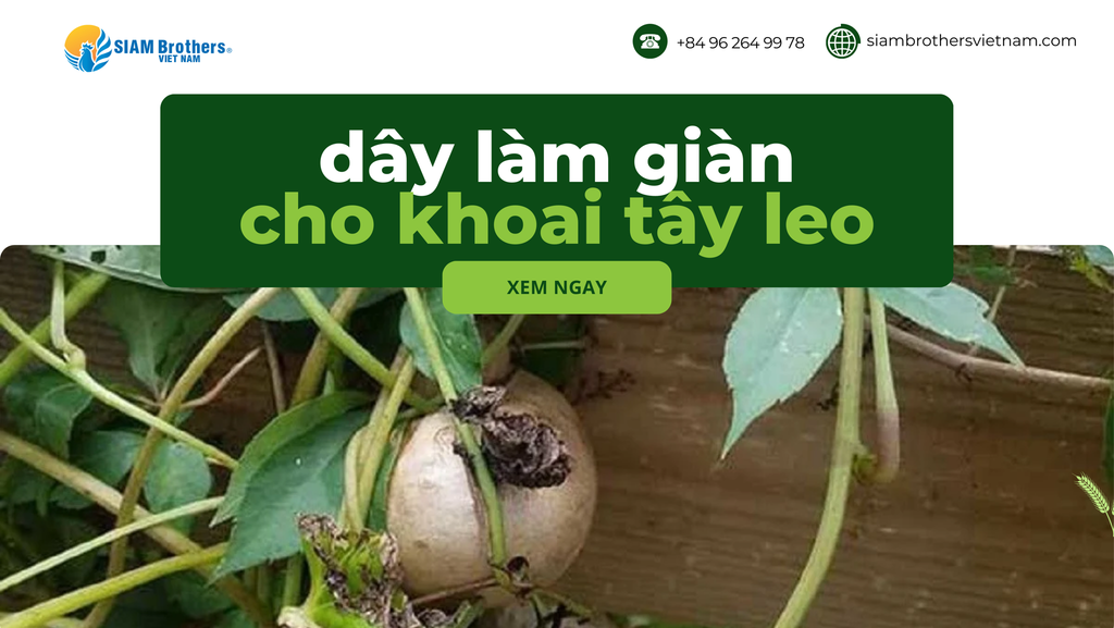Khoai tây leo giàn - Một phương pháp canh tác nông nghiệp độc đáo