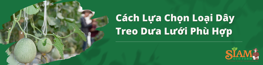 Làm Sao Để Chọn Loại Dây Treo Dưa Lưới Phù Hợp