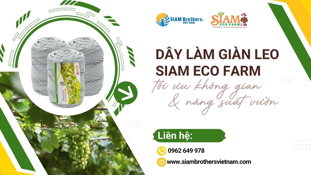 Tối ưu không gian và năng suất với dây làm giàn leo SIAM Eco Farm