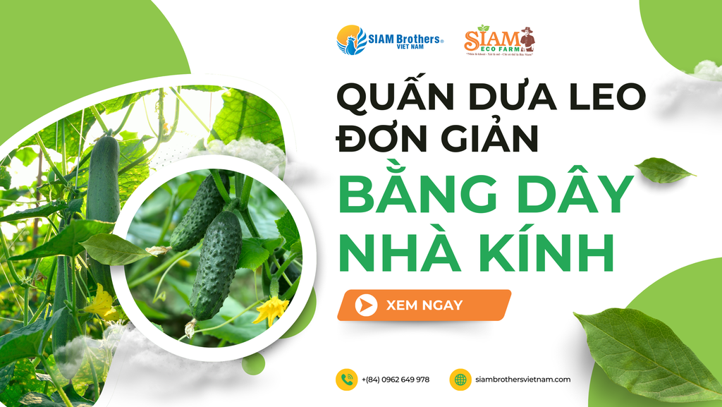 Cách tự quấn dây dưa leo đơn giản bằng dây nhà kính