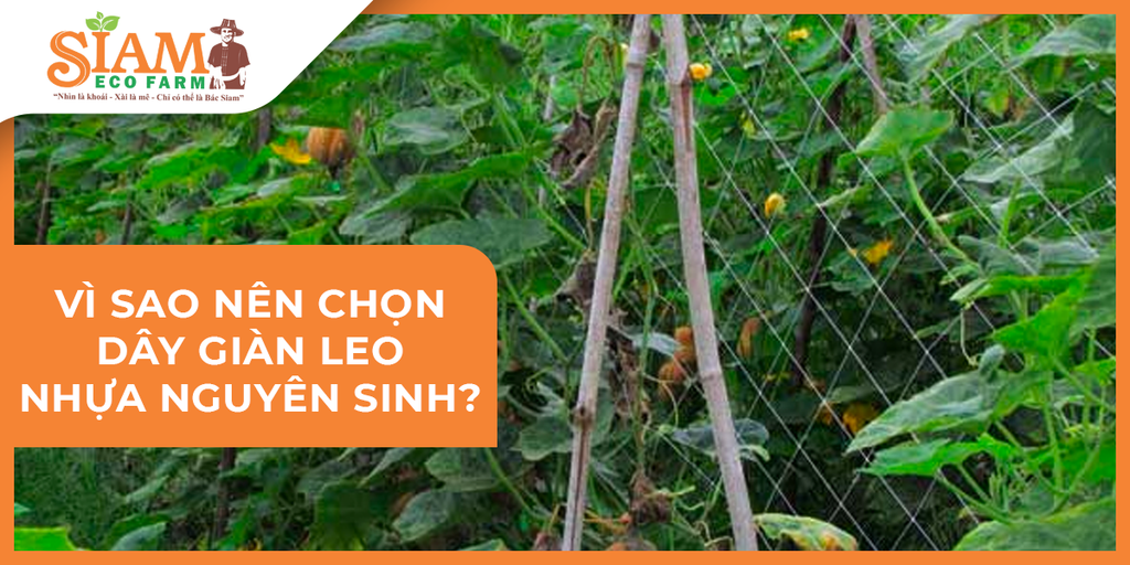 Vì sao nên chọn dây giàn leo nhựa nguyên sinh?