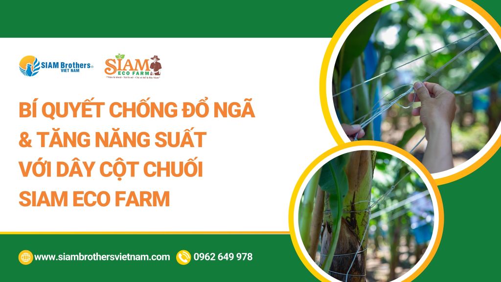 Bí quyết chống đổ ngã và tăng năng suất với dây cột chuối SIAM Eco Farm