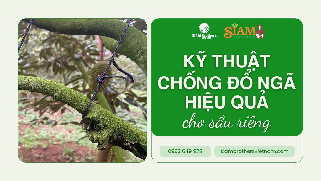 Kỹ thuật chống đổ ngã hiệu quả cho cây sầu riêng và những điều bạn cần biết