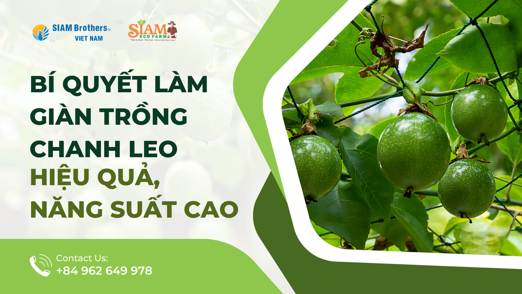 Bí quyết làm giàn trồng chanh leo bằng dây hiệu quả, năng suất cao
