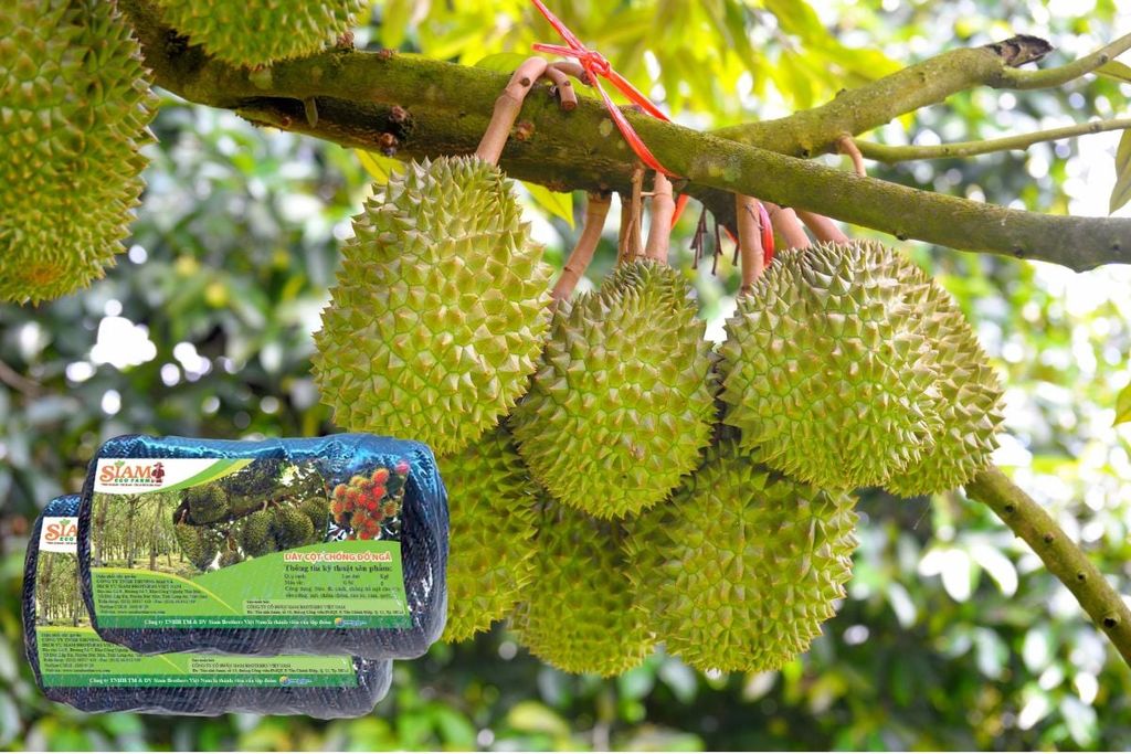 Cách lựa chọn dây chống đổ cây sầu riêng trong quá trình trồng và chăm sóc cây