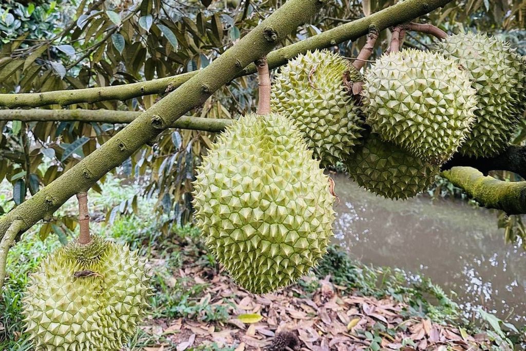 Vì sao nhà nông nên sử dụng dây chống đổ ngã cho cây sầu riêng?