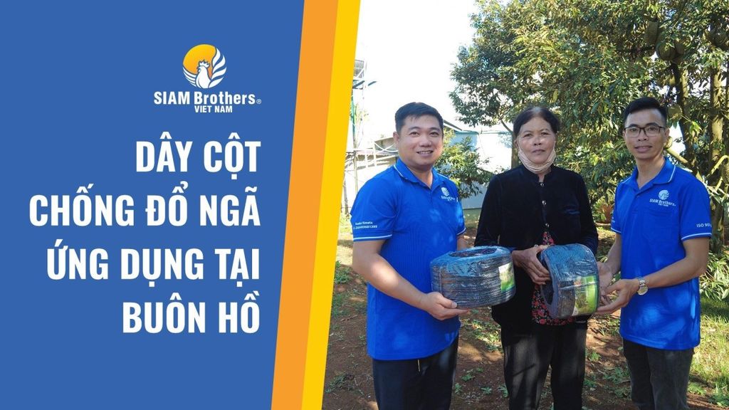 SỬ DỤNG DÂY CHỐNG ĐỔ NGÃ CỦA SIAM BROTHERS VIỆT NAM - GIẢI PHÁP CHỐNG NẤM BỆNH CHO CÂY SẦU RIÊNG