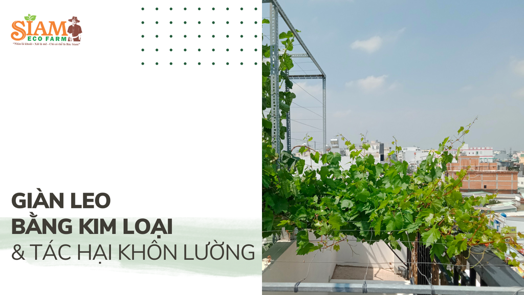 Những tác hại khi làm giàn leo bằng kim loại