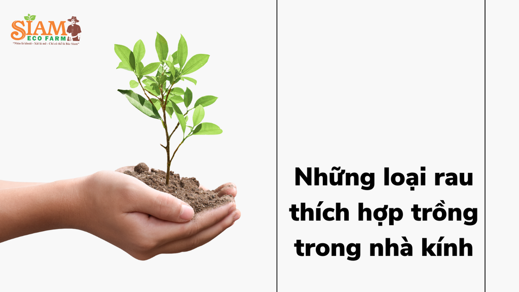 Những loại rau thích hợp trồng trong nhà kính