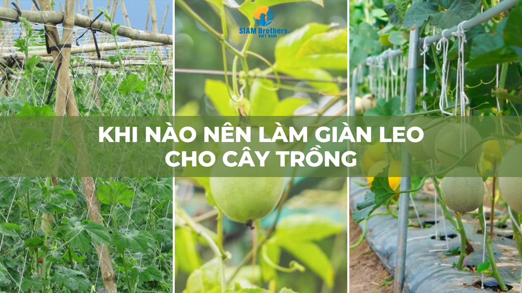 Khi Nào Nên Làm Giàn Leo Cho Cây Trồng