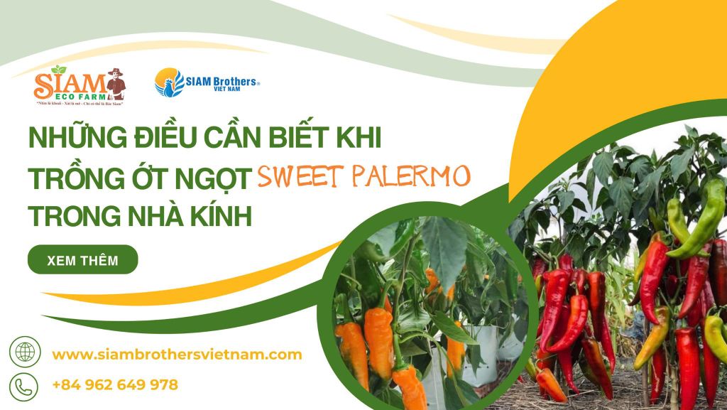Những điều cần biết trước khi trồng ớt ngọt Sweet Palermo trong nhà kính