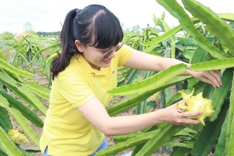 9X Gò Công và vườn thanh long vàng thuận tự nhiên