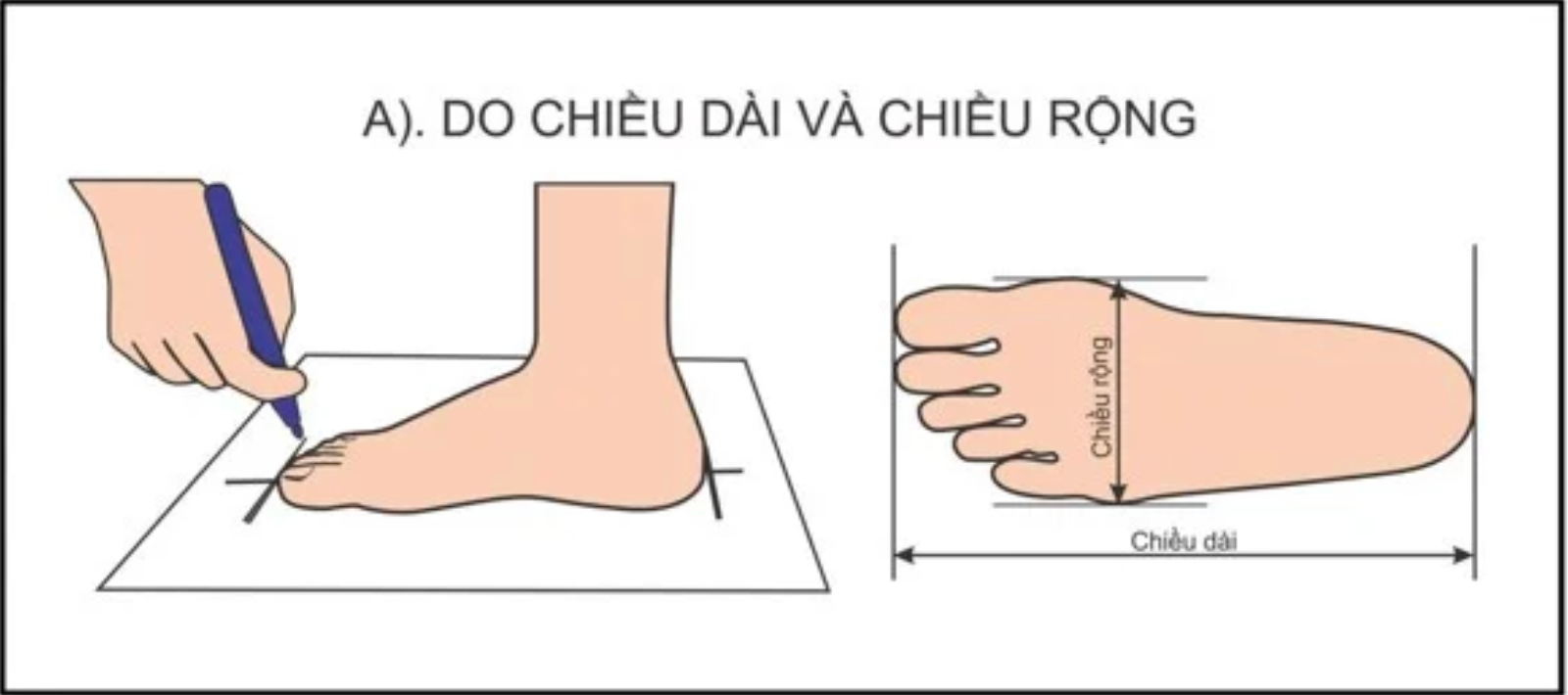 thuong-hieu-puma-va-huong-dan-cach-chon-size-giay-puma-chinh-xac-nhat