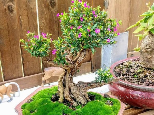 Đây cũng là loài bonsai được yêu thích.