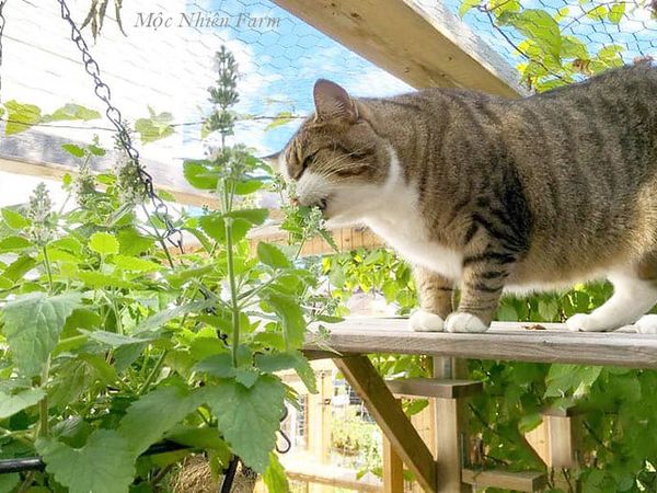 Thử trồng một cây catnip trong vườn, bạn sẽ thấy bé mèo của mình bị thu hút ngay lập tức.