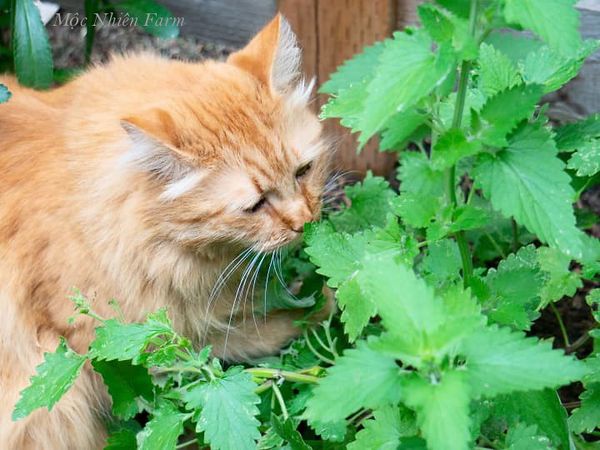 Đây là loại rau chứa nhiều chất xơ tốt cho hệ tiêu hóa, bé mèo của bạn có thể ăn với một lượng vừa phải.