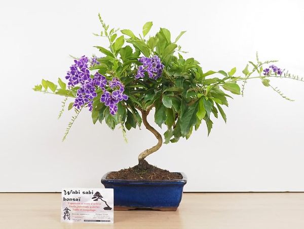 Cây chuỗi ngọc bonsai.