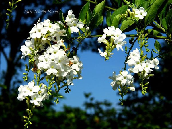 Những chùm hoa chuỗi ngọc trắng rủ dài.