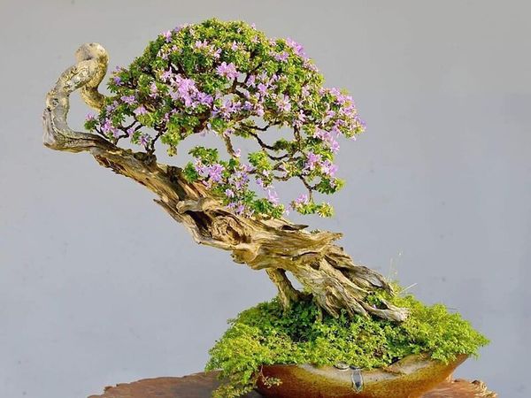 Một cây linh sam bonsai độc đáo là tác phẩm của sự tinh tế và tỉ mỉ.