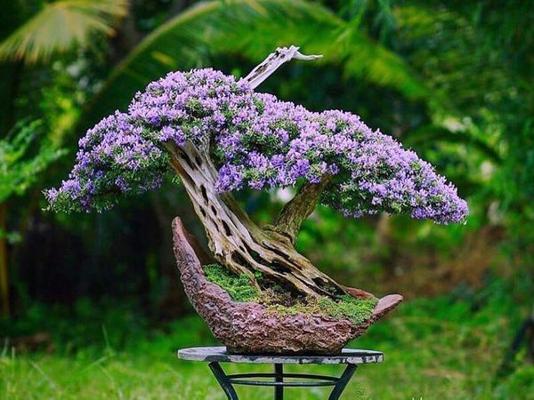 Cây linh sam bonsai rất đẹp mắt, phù hợp để trang trí.
