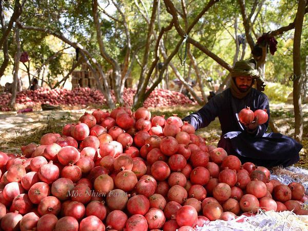 Mùa thu hoạch quả lựu đỏ Ấn Độ - một loại lựu cho năng suất rất cao và giàu dinh dưỡng.