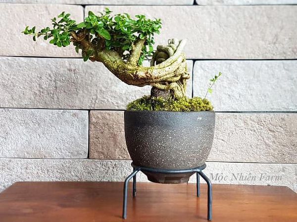Một cây bonsai xinh xắn và thơm nhẹ nhàng đặt trên bàn làm việc sẽ giúp bạn thư giãn tinh thần.