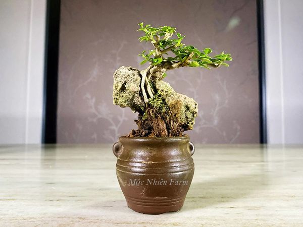 Uốn cây từ khi còn nhỏ để tạo dáng cho bonsai.