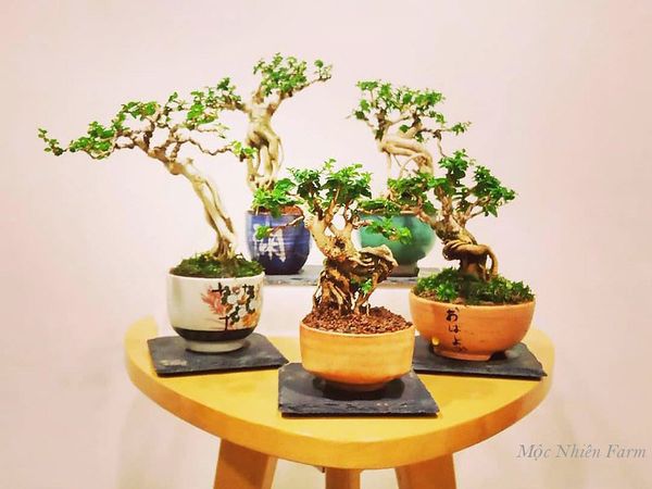 Uốn cây từ khi còn nhỏ để tạo dáng cho bonsai.